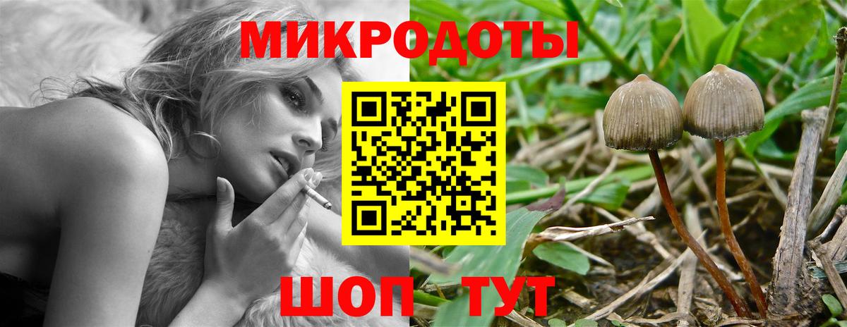 как найти наркотики  Галлюциногенные грибы Psilocybe  Вход с VPN  Заводоуковск 